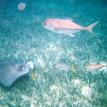 Stingray and Horse-Eye Jack