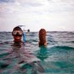 sea cucumber