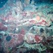 More Coral