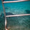 grouper