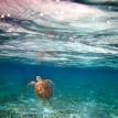 turtle going up for air