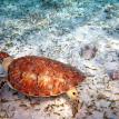 Baby Green Turtle