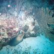 Moray Eel #2