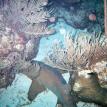 Nurse Shark!